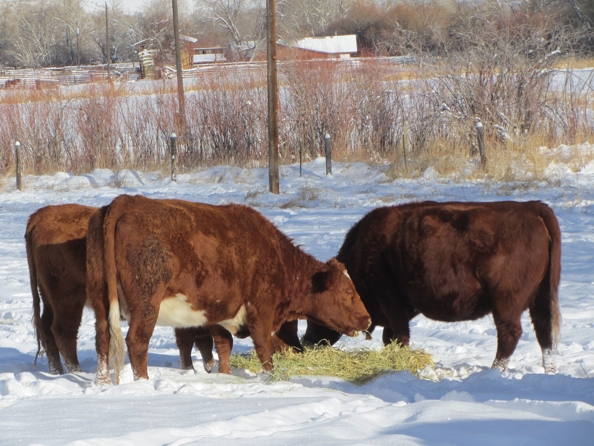 Preventing Cold Stress in Cattle Countryside